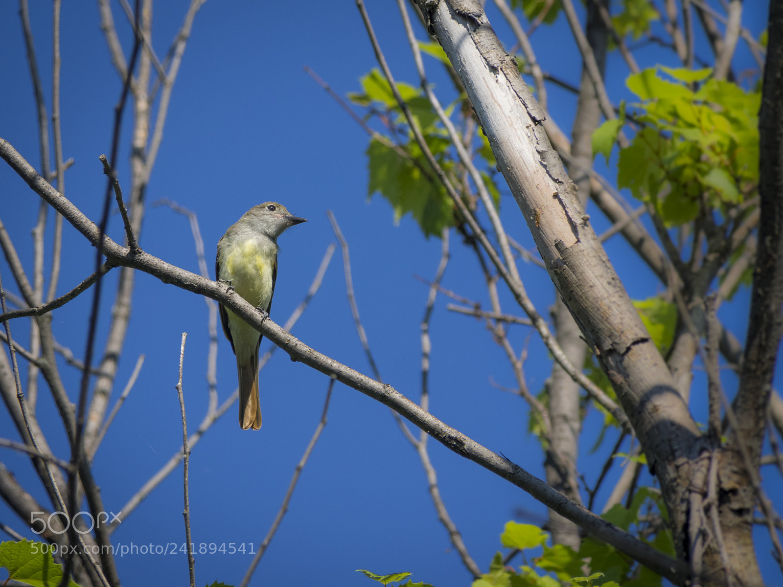 Olympus OM-D E-M1 sample photo. Great crested flycatcher photography