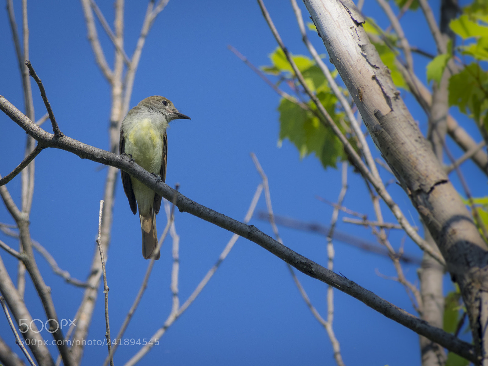 Olympus OM-D E-M1 sample photo. Great crested flycatcher photography