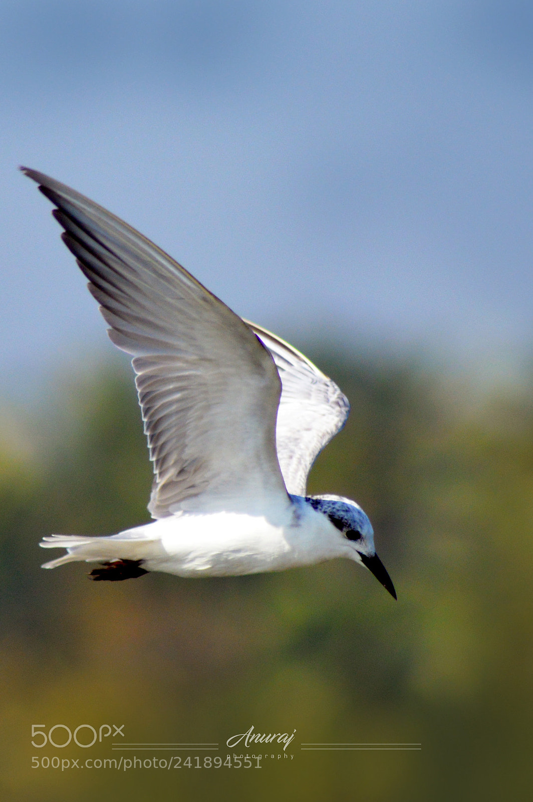 Nikon D3200 sample photo. Bird photography