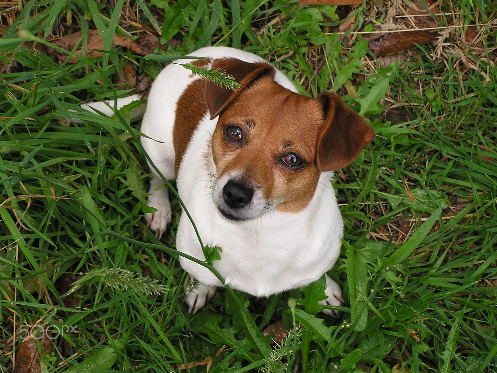 Olympus C740UZ sample photo. Puppy love photography