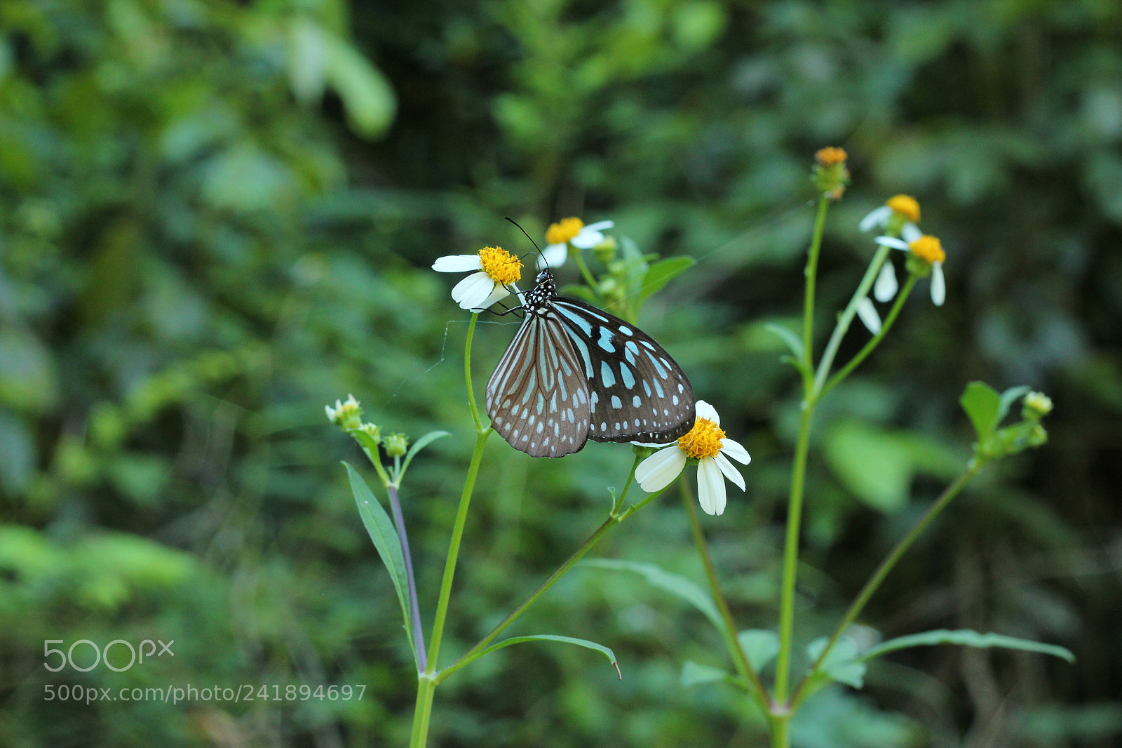 Canon EOS 550D (EOS Rebel T2i / EOS Kiss X4) sample photo. Wild butterfly photography