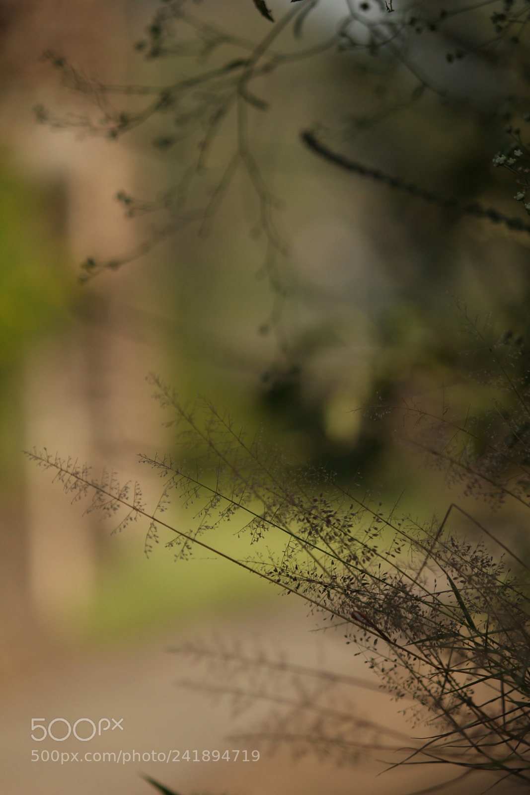 Canon EF-S 55-250mm F4-5.6 IS II sample photo. Fernish#2 photography