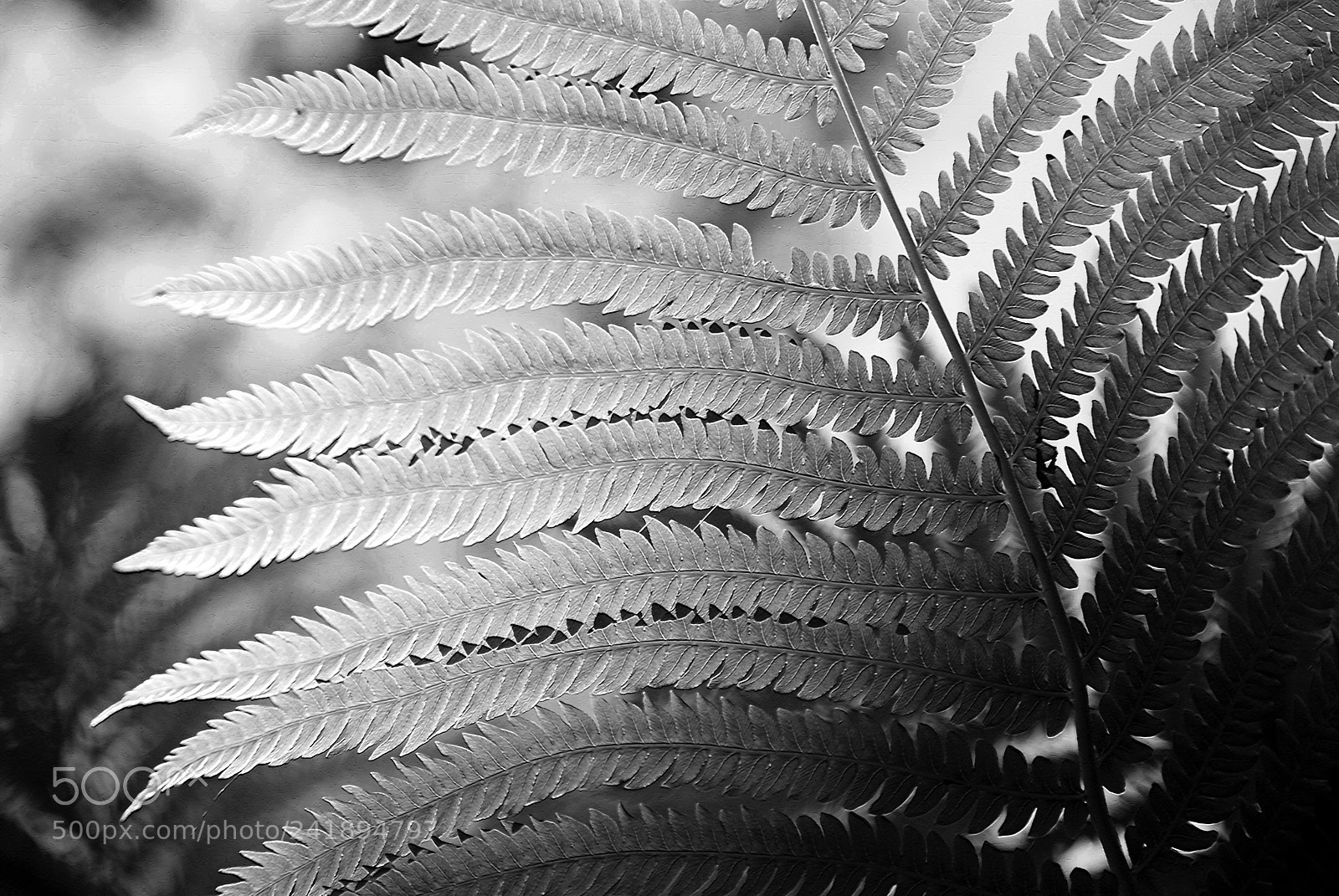 Nikon D60 sample photo. Fern photography