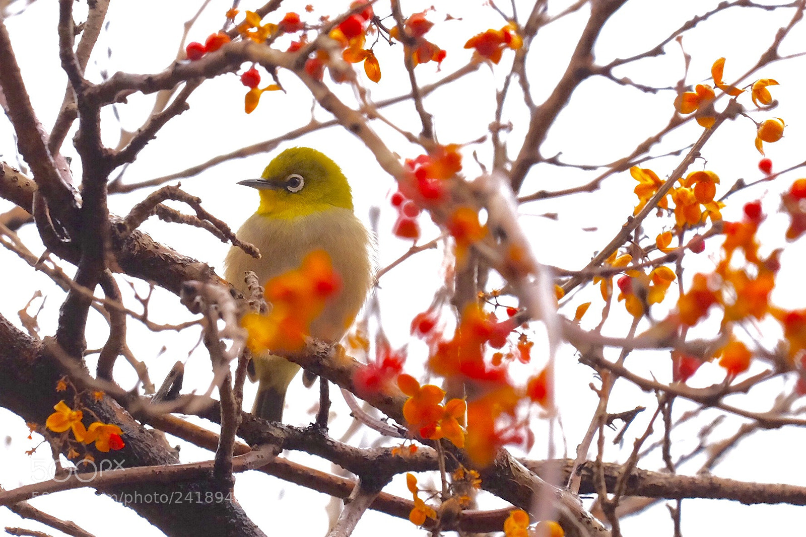 Fujifilm X-E2 sample photo. White eye photography