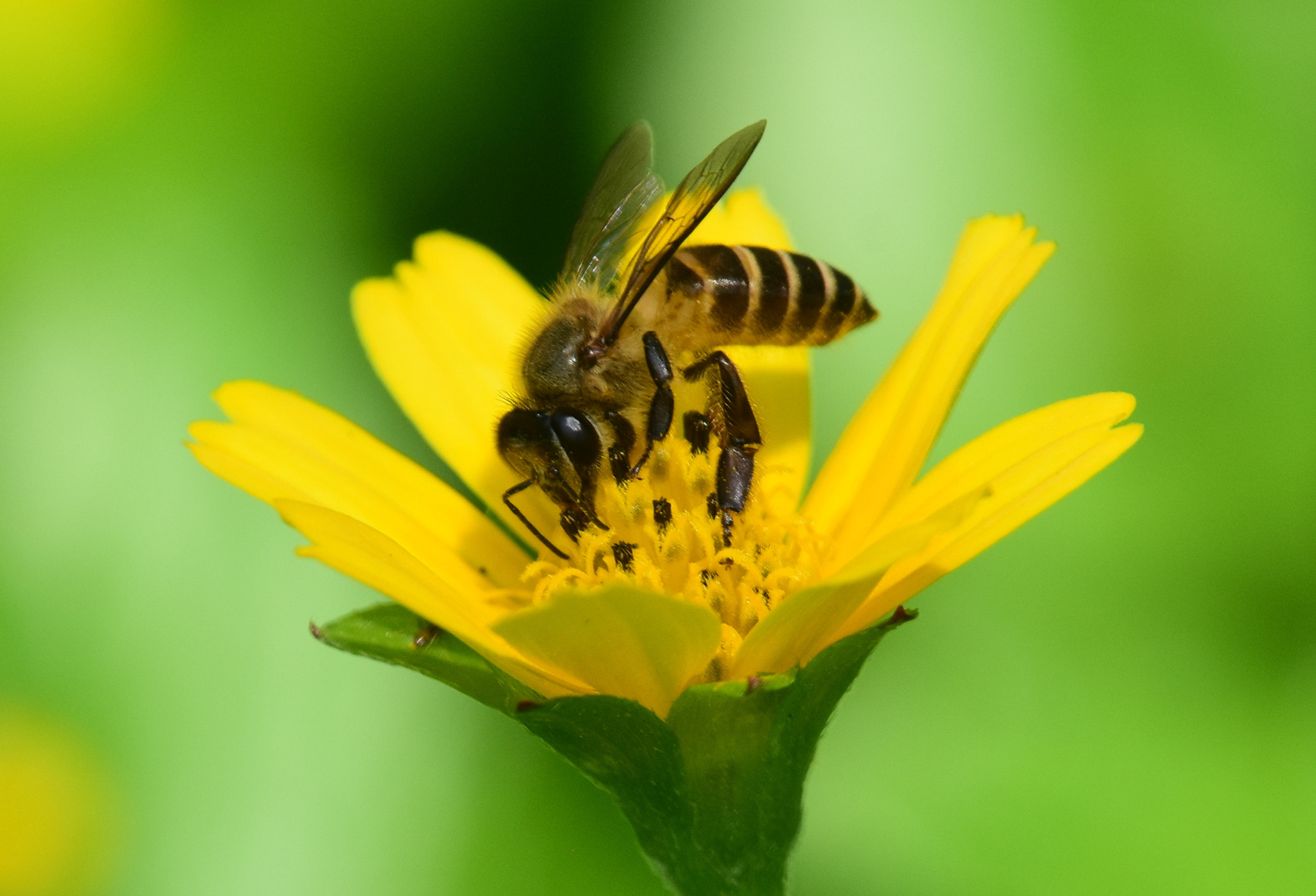 Nikon D7200 + Nikon Nikkor AF-S 300mm F4E PF ED VR sample photo. Bee on a yellow flower photography