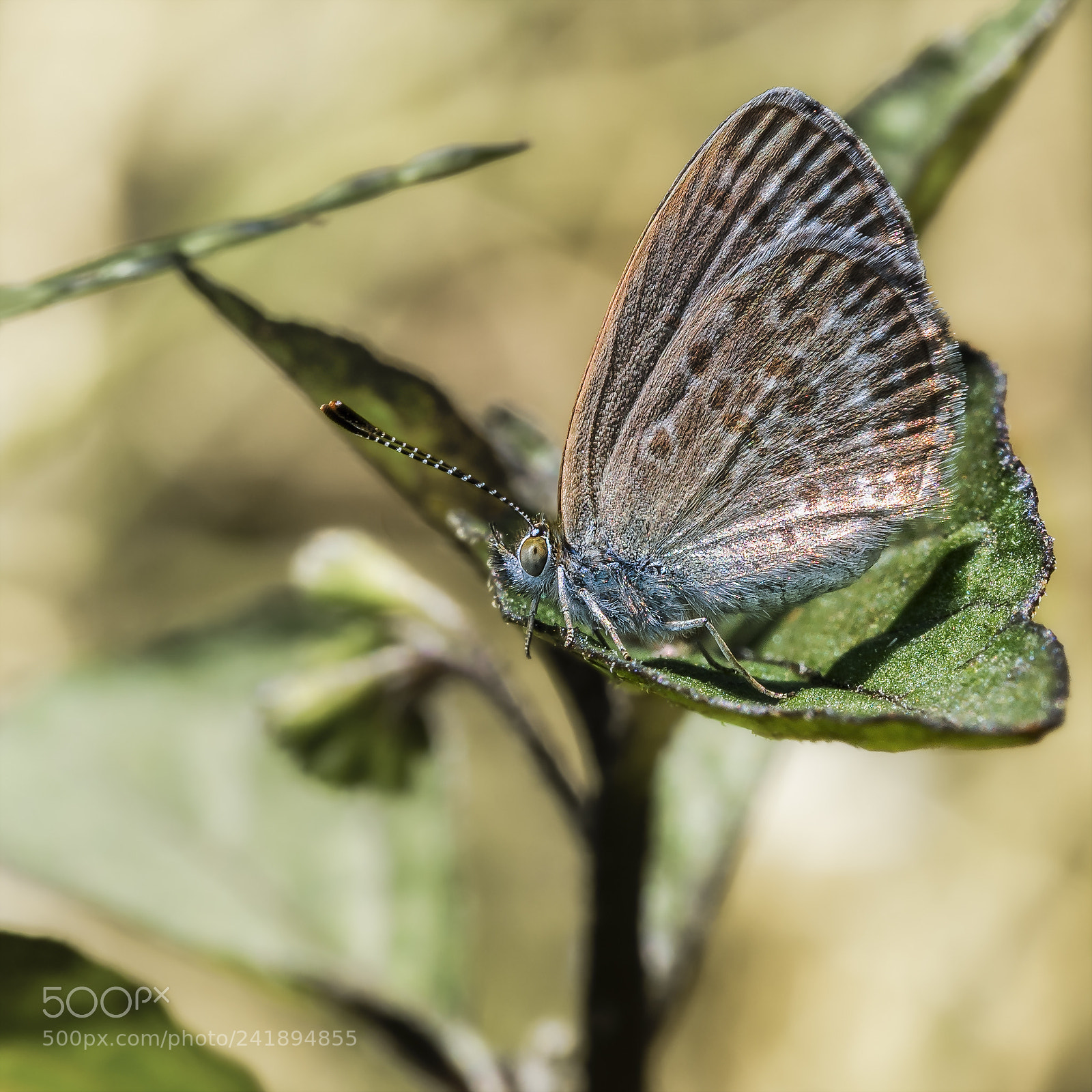 Olympus OM-D E-M5 sample photo. Common grass blue butterfly #2 photography