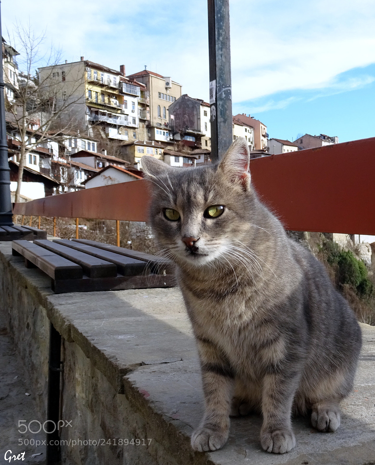 Sony DSC-HX60 sample photo. A cat photography