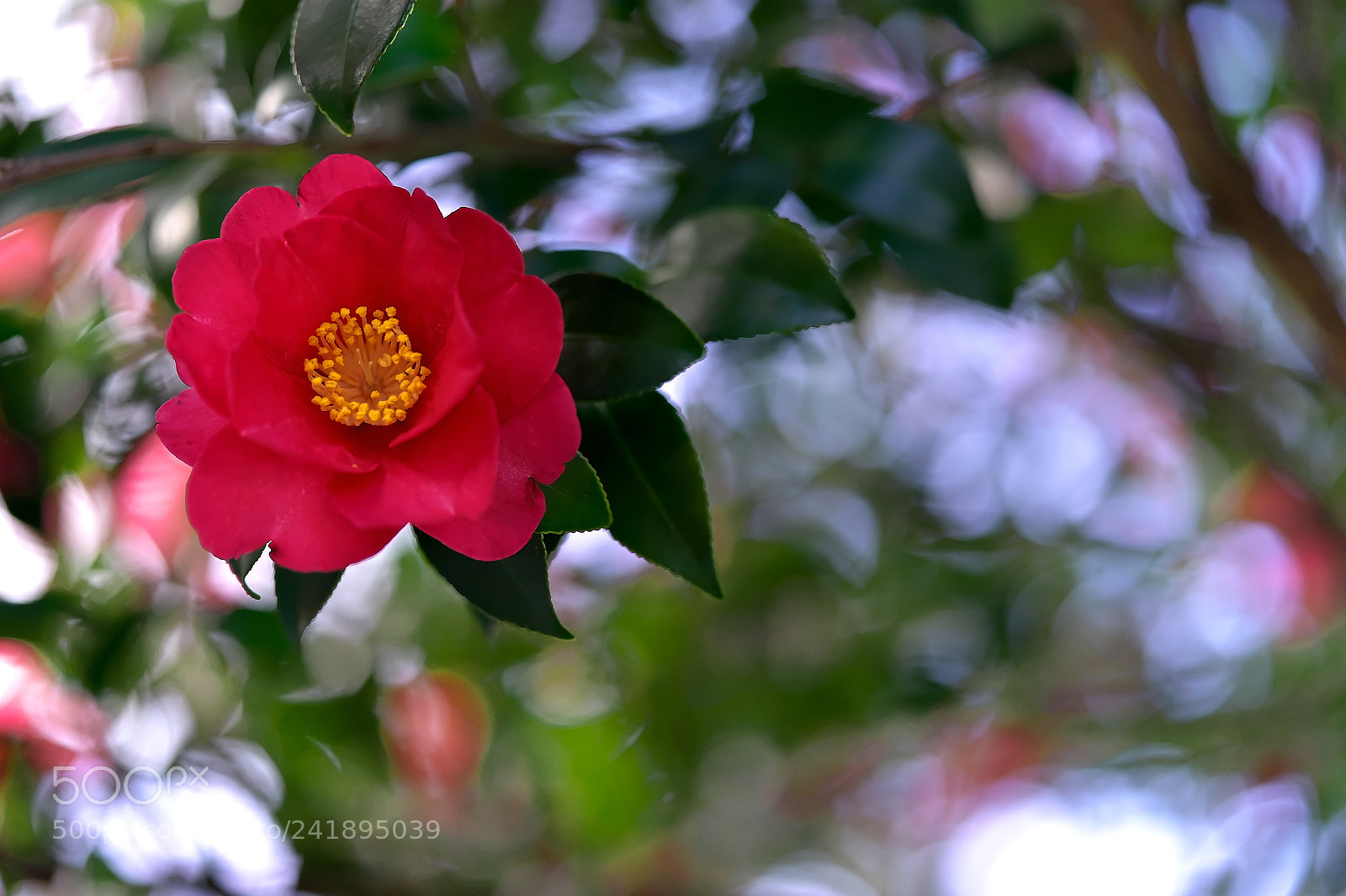 Sony a7 sample photo. Camellia・・椿(tsubaki) photography