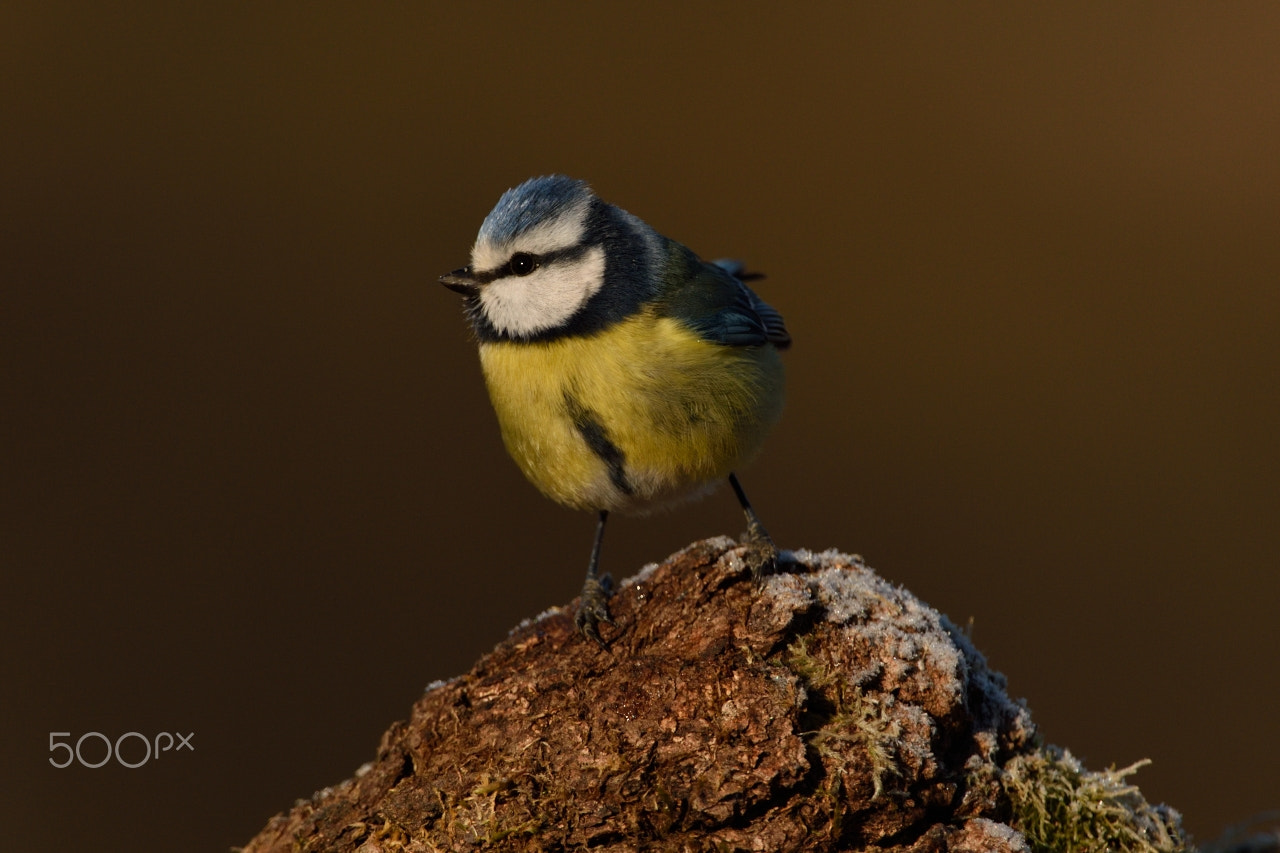 Nikon AF-S Nikkor 200-400mm F4G ED-IF VR sample photo. Blue tit photography