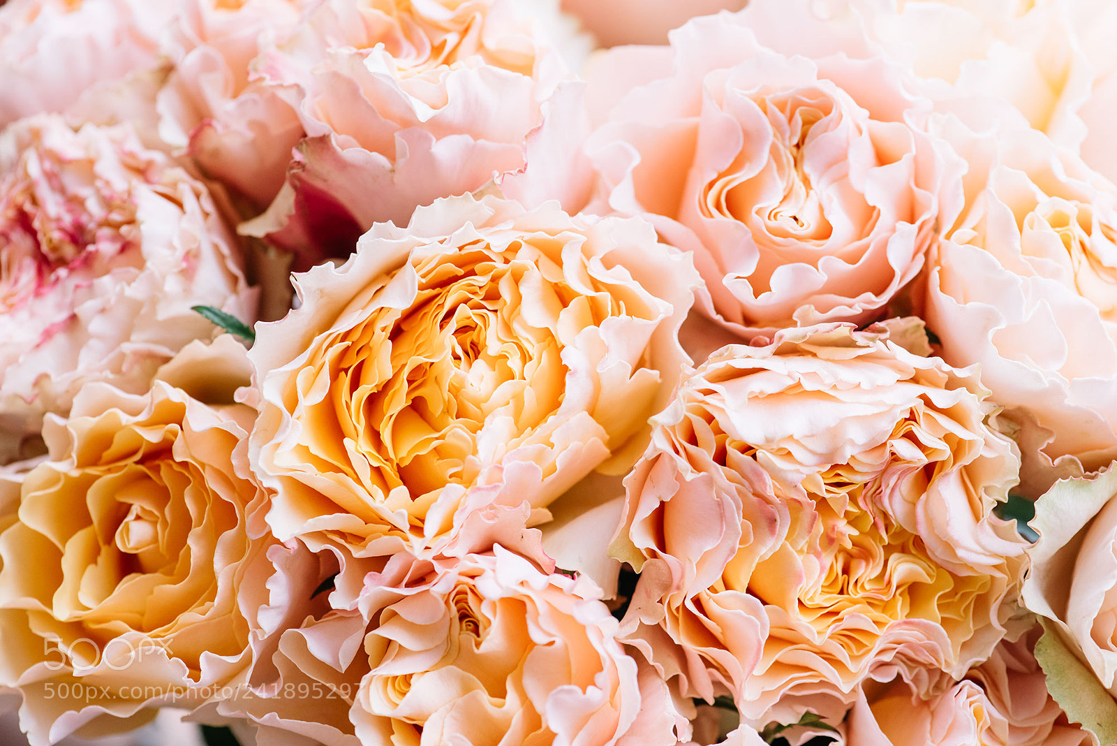 Nikon D810 sample photo. Peachy pink blossom photography