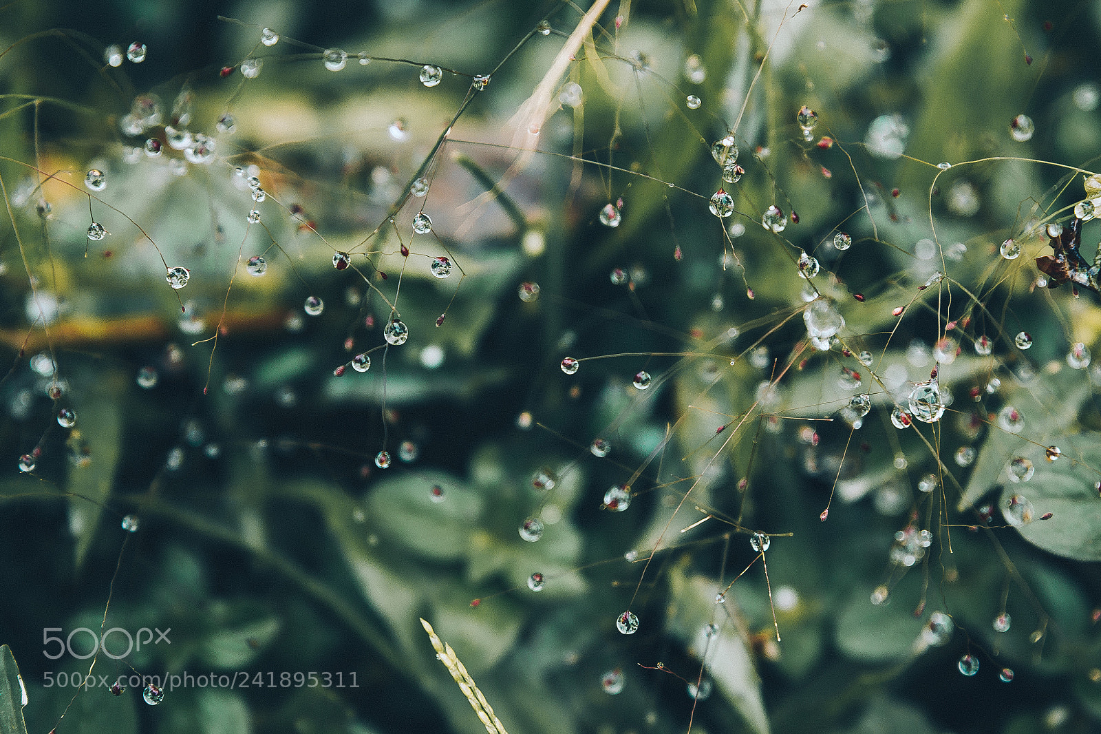 Canon EOS 650D (EOS Rebel T4i / EOS Kiss X6i) sample photo. Rain droplets photography