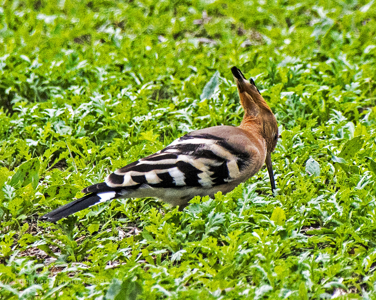 Nikon D7100 sample photo. Hoopoe bird. photography