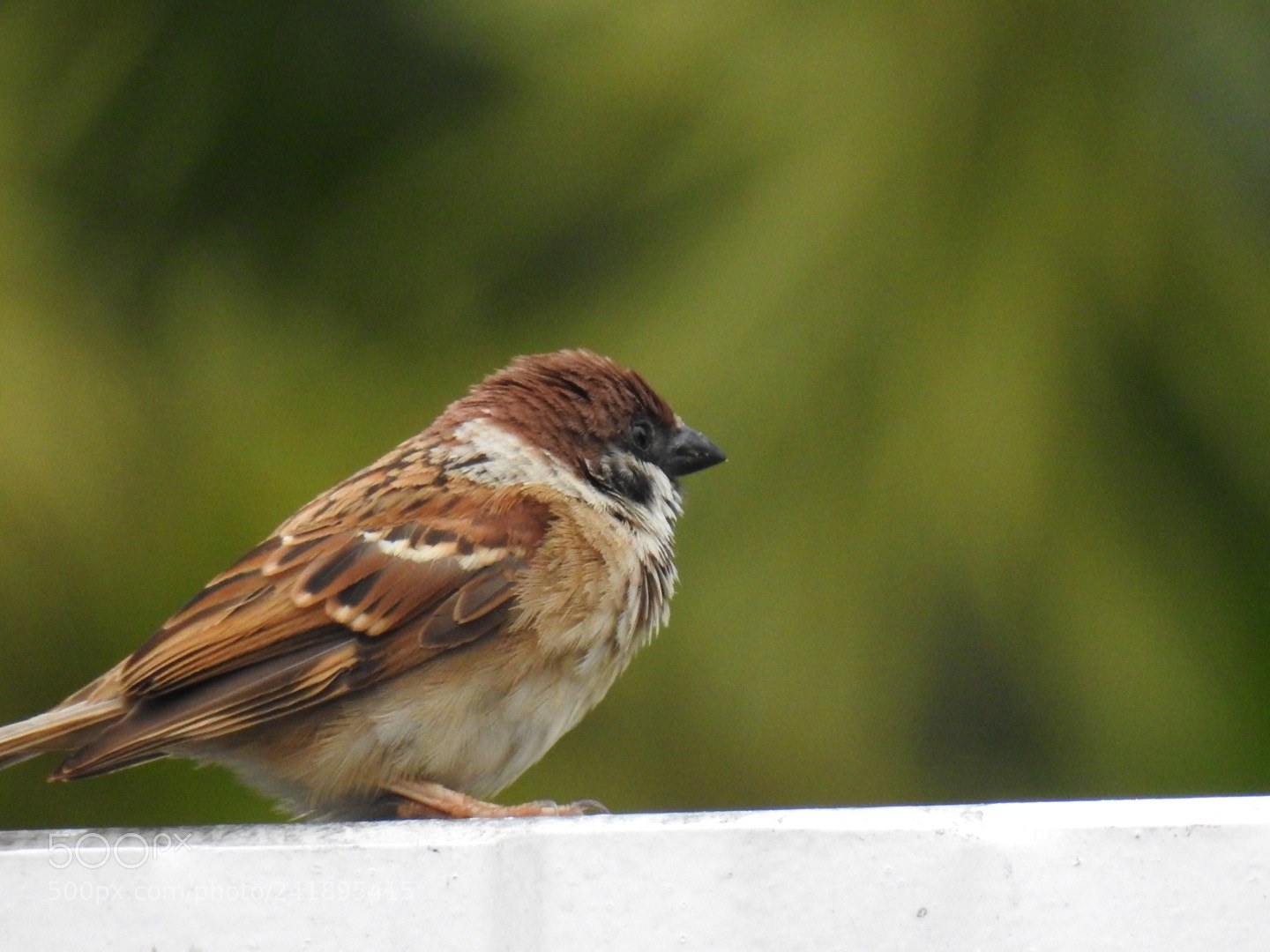 Nikon Coolpix P900 sample photo. #nikon photography