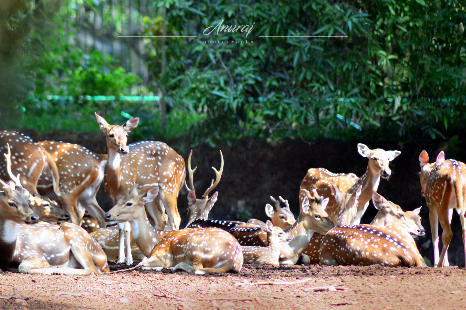 Nikon D3200 sample photo. Deers in zoo photography
