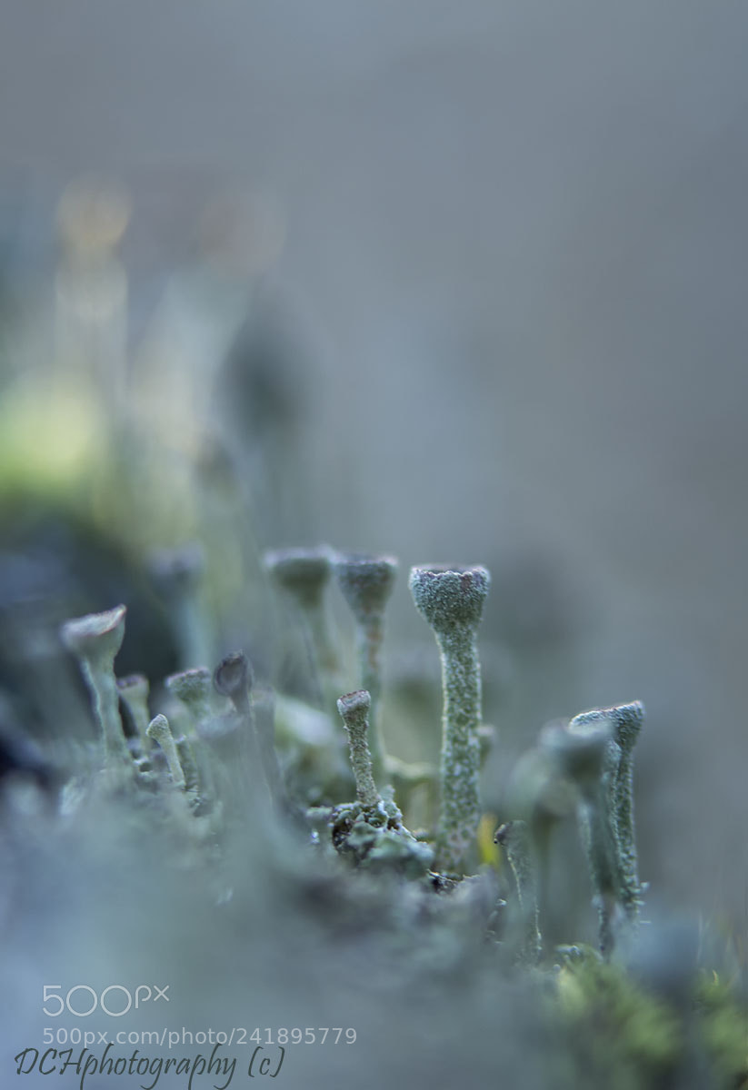 Canon EOS 650D (EOS Rebel T4i / EOS Kiss X6i) sample photo. Cup lichen photography