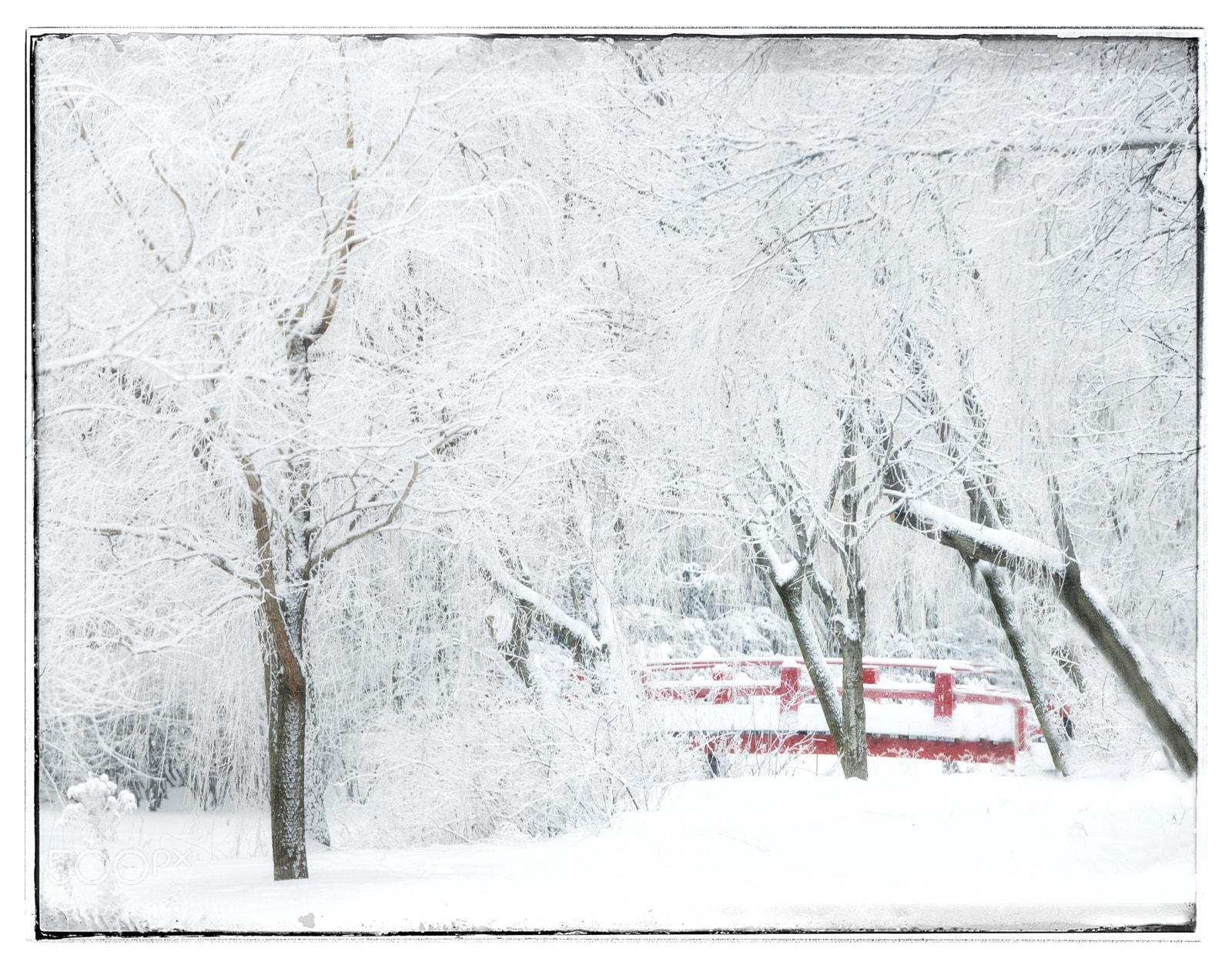Nikon D800 sample photo. Winter white photography