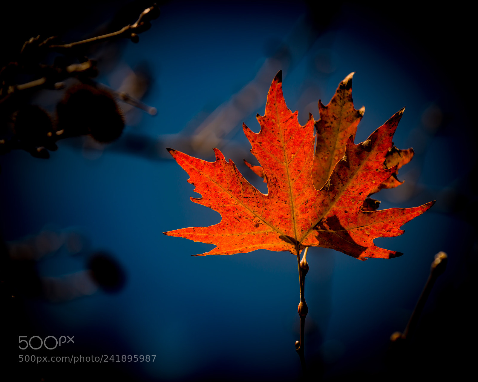 Nikon D800 sample photo. Winter leaves photography