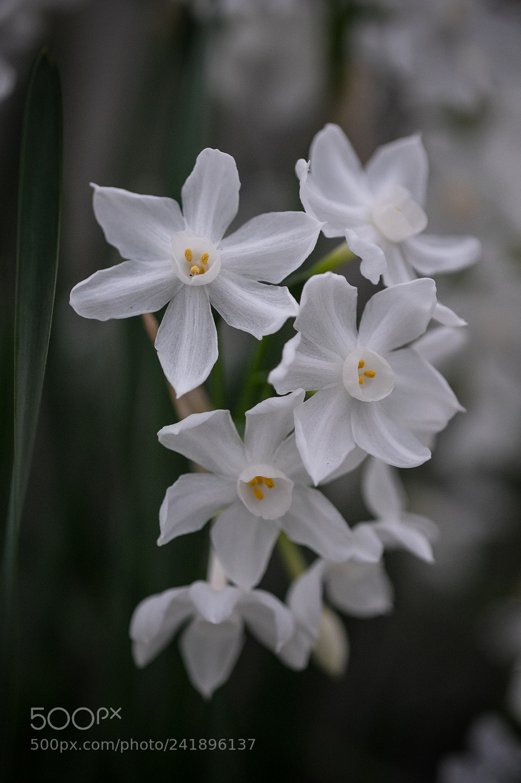 Fujifilm X-T1 sample photo. Jonquil photography