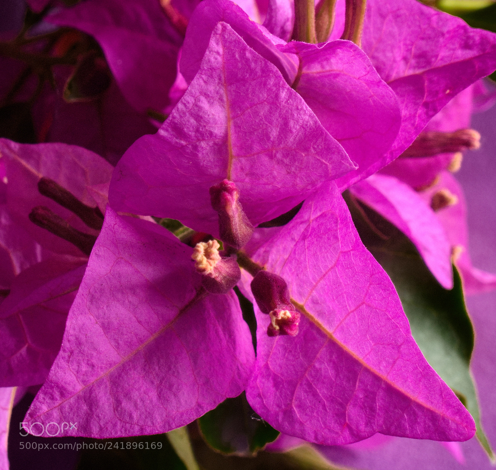 Canon PowerShot G10 sample photo. ....petals geometry photography