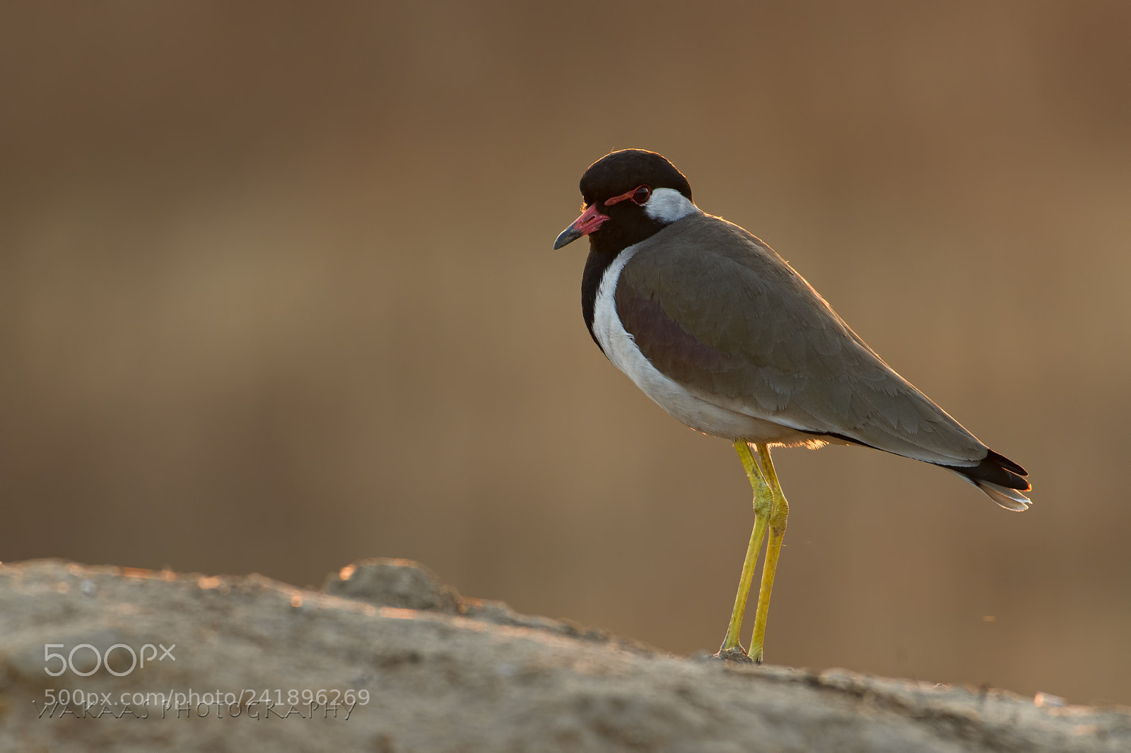 Nikon D850 sample photo. Red-wattled lapwing photography