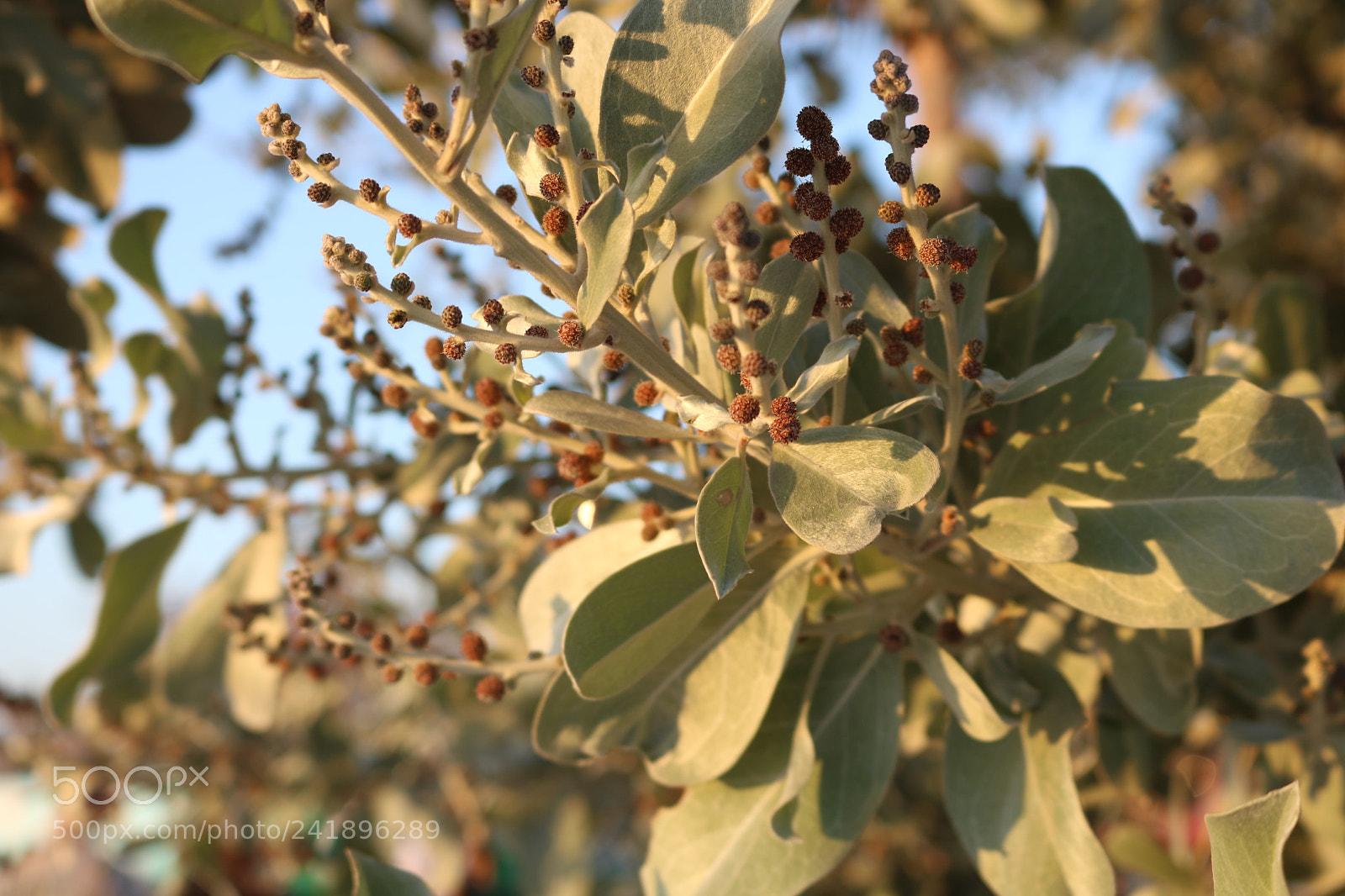 Canon EOS 750D (EOS Rebel T6i / EOS Kiss X8i) sample photo. Complicated nature photography