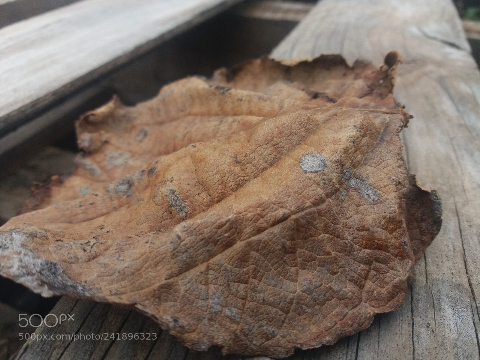 Samsung Galaxy J5(2016) sample photo. Kiwi leaf photography