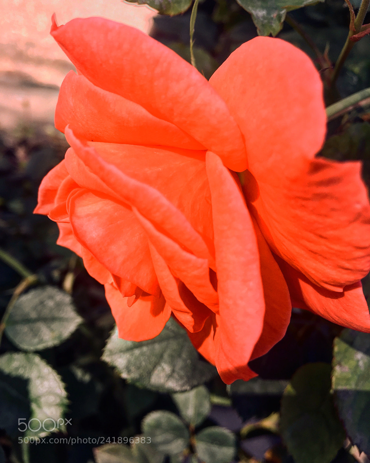 Apple iPhone 6s Plus sample photo. Untitled photography