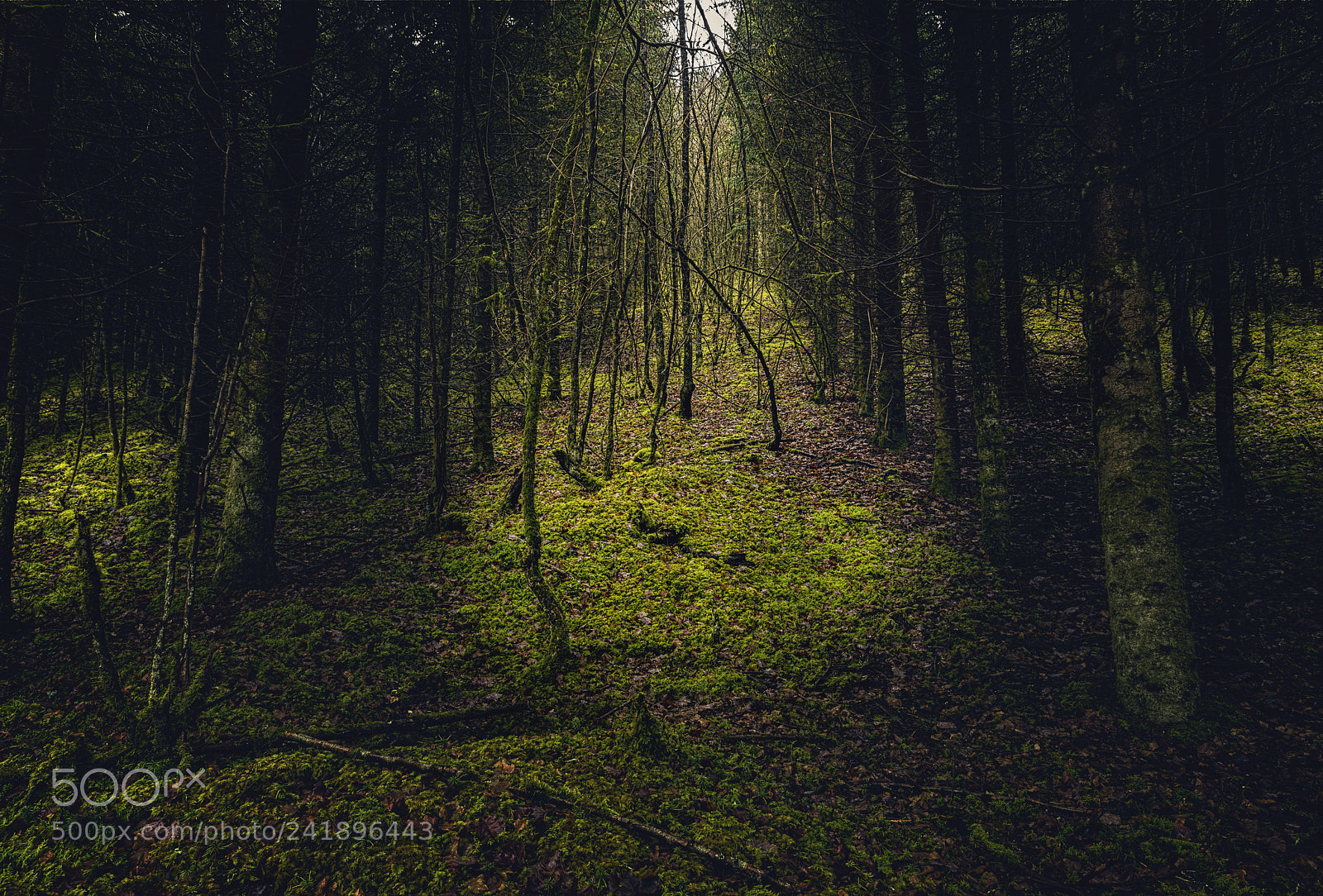 Nikon D810 sample photo. Light in the forest photography