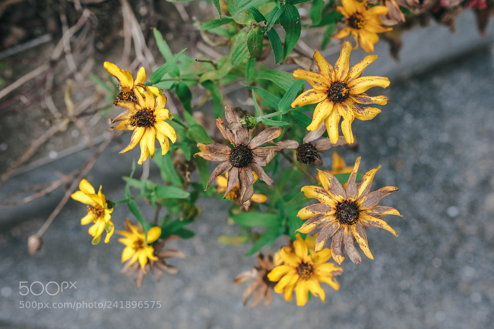 Fujifilm X-T10 sample photo. Son photography