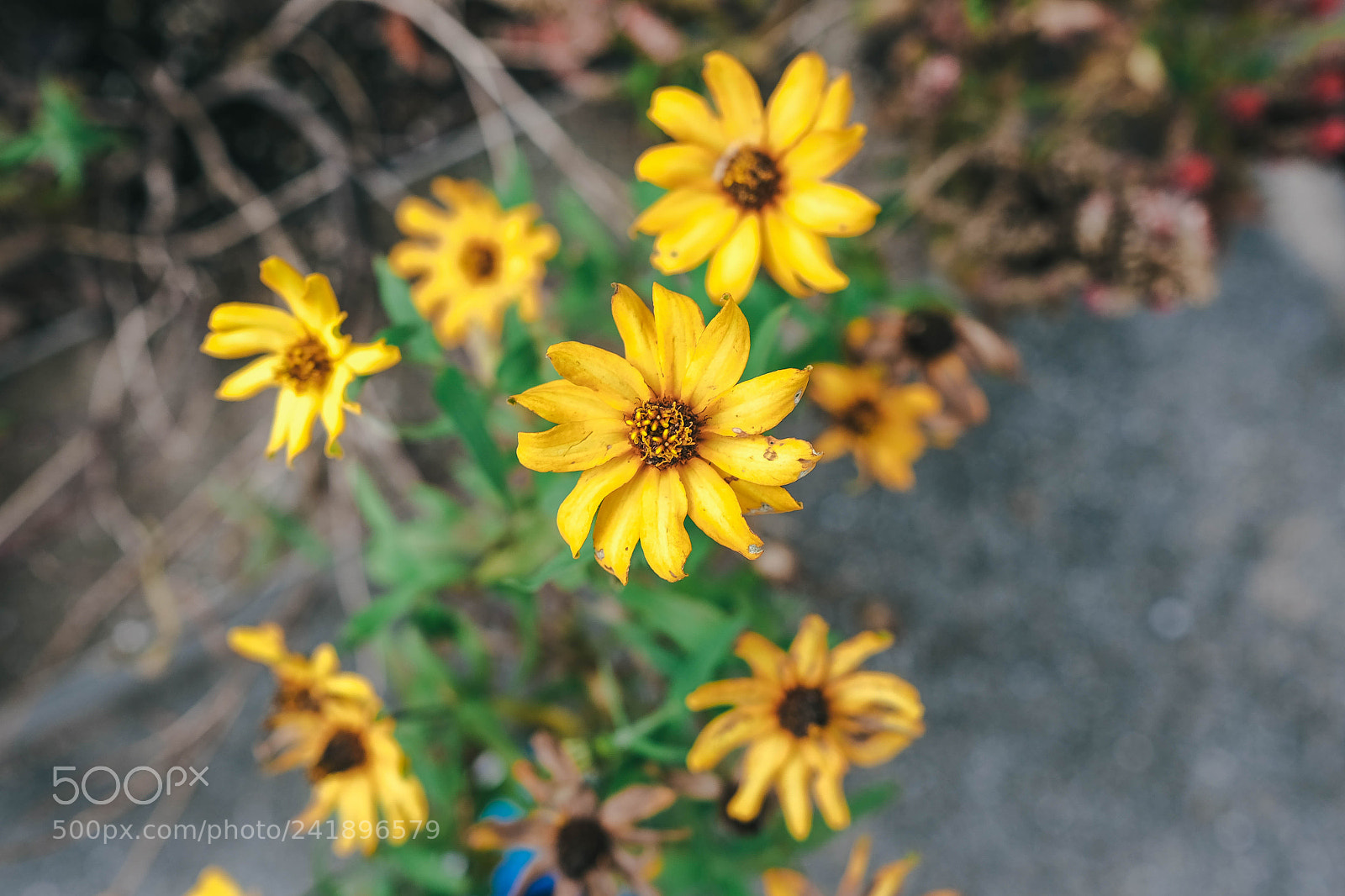 Fujifilm X-T10 sample photo. Son photography