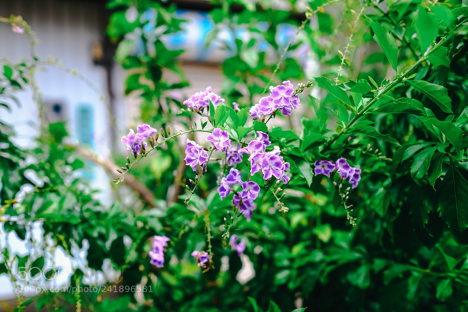 Fujifilm X-T10 sample photo. Son photography