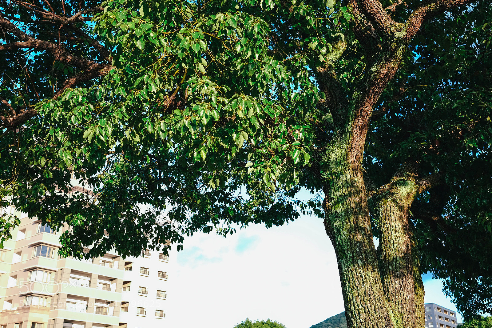 Fujifilm X-T10 sample photo. Son photography