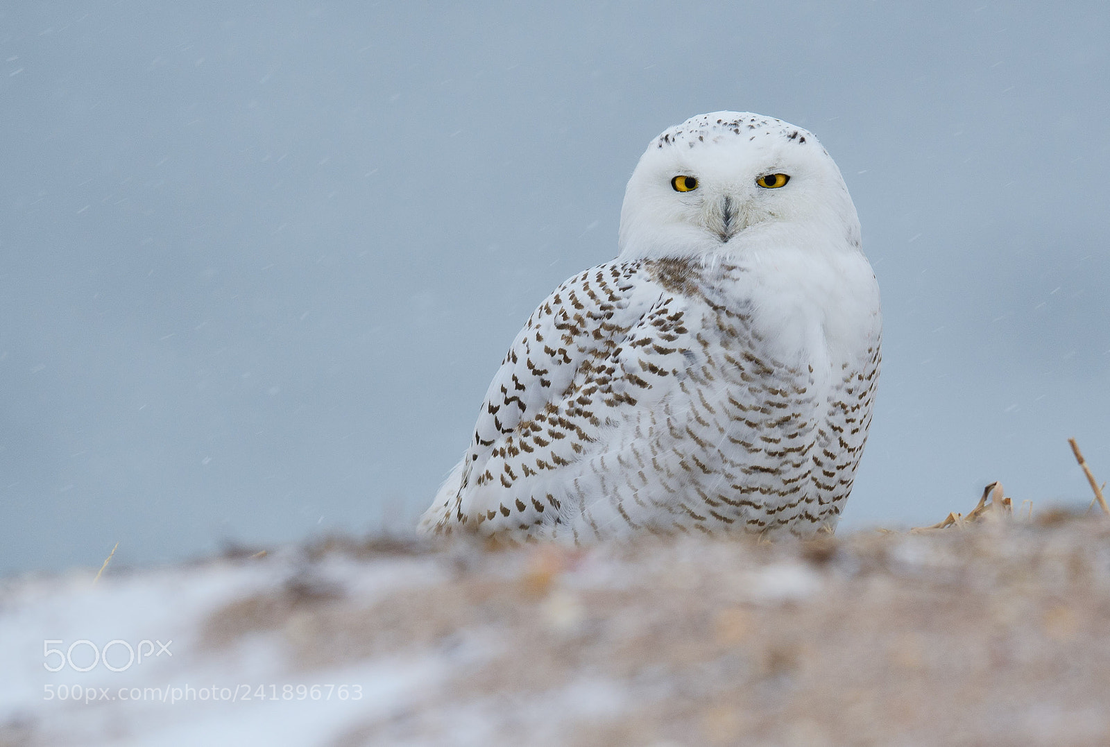 Nikon D500 sample photo. Snowy owl and snow photography