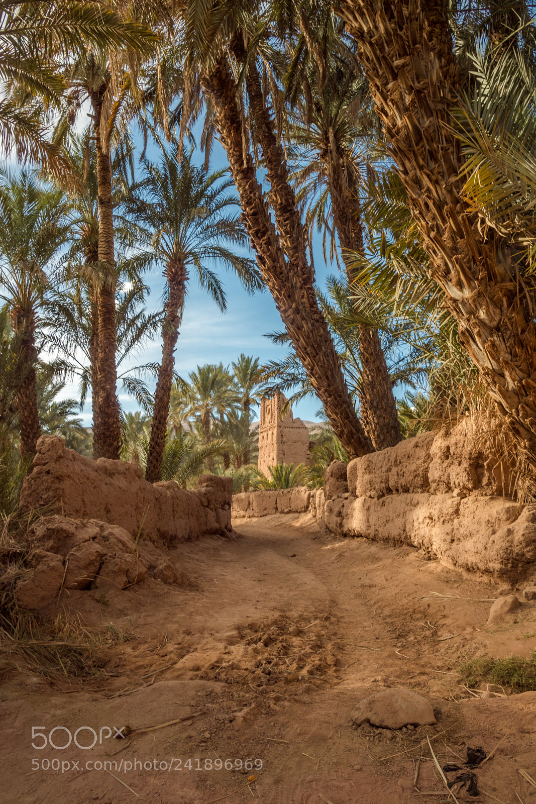 Sony SLT-A68 sample photo. Under the palm trees photography