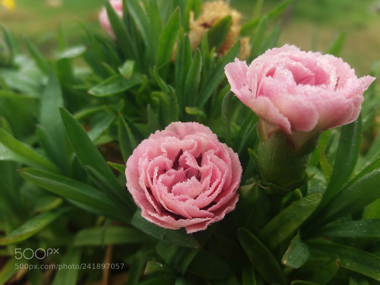 Samsung Galaxy J5(2016) sample photo. The color photography
