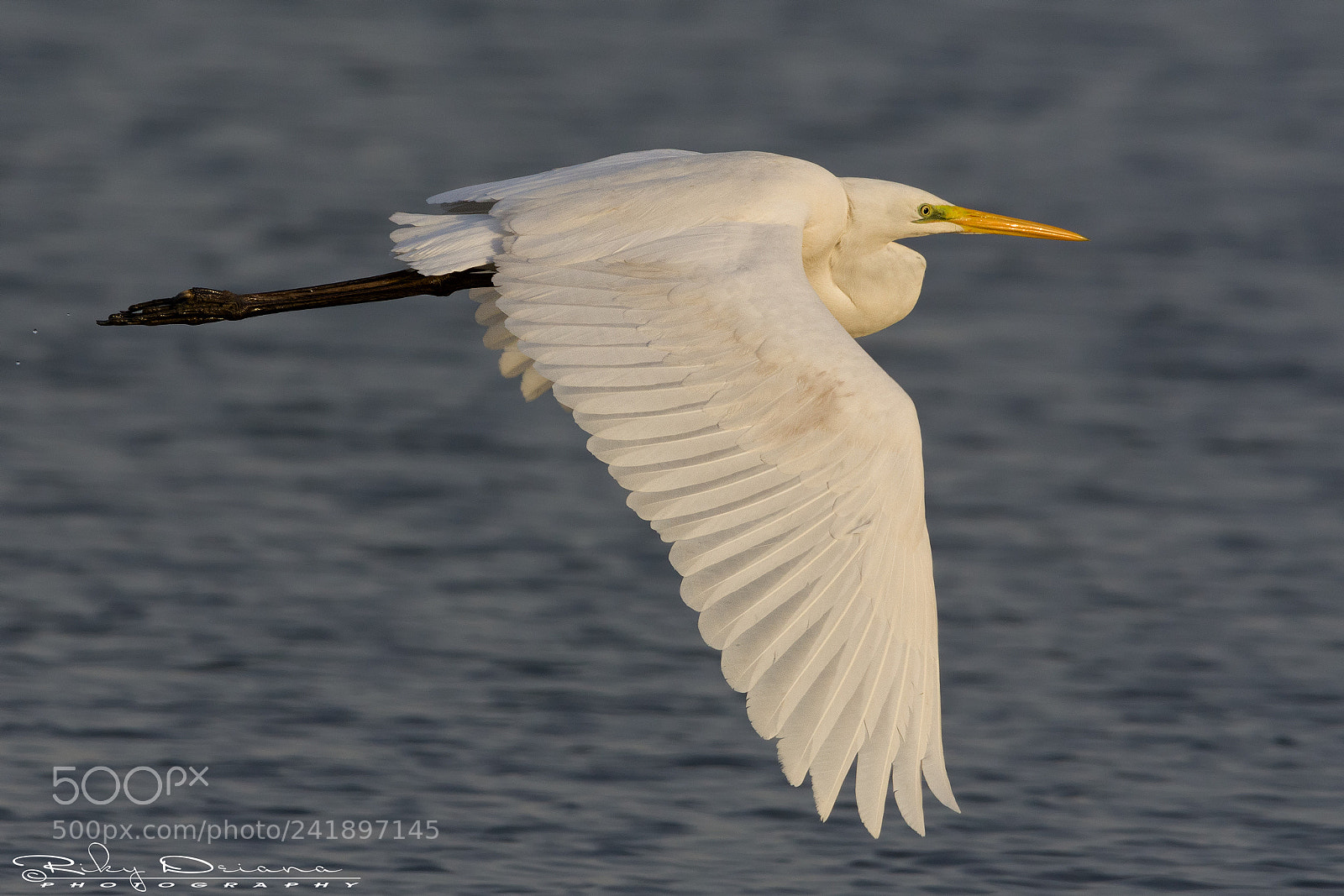 Nikon D7200 sample photo. White heron @sunset photography
