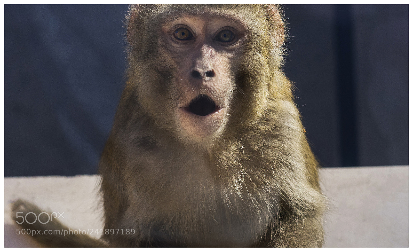 Sony a7 sample photo. Monkey photography