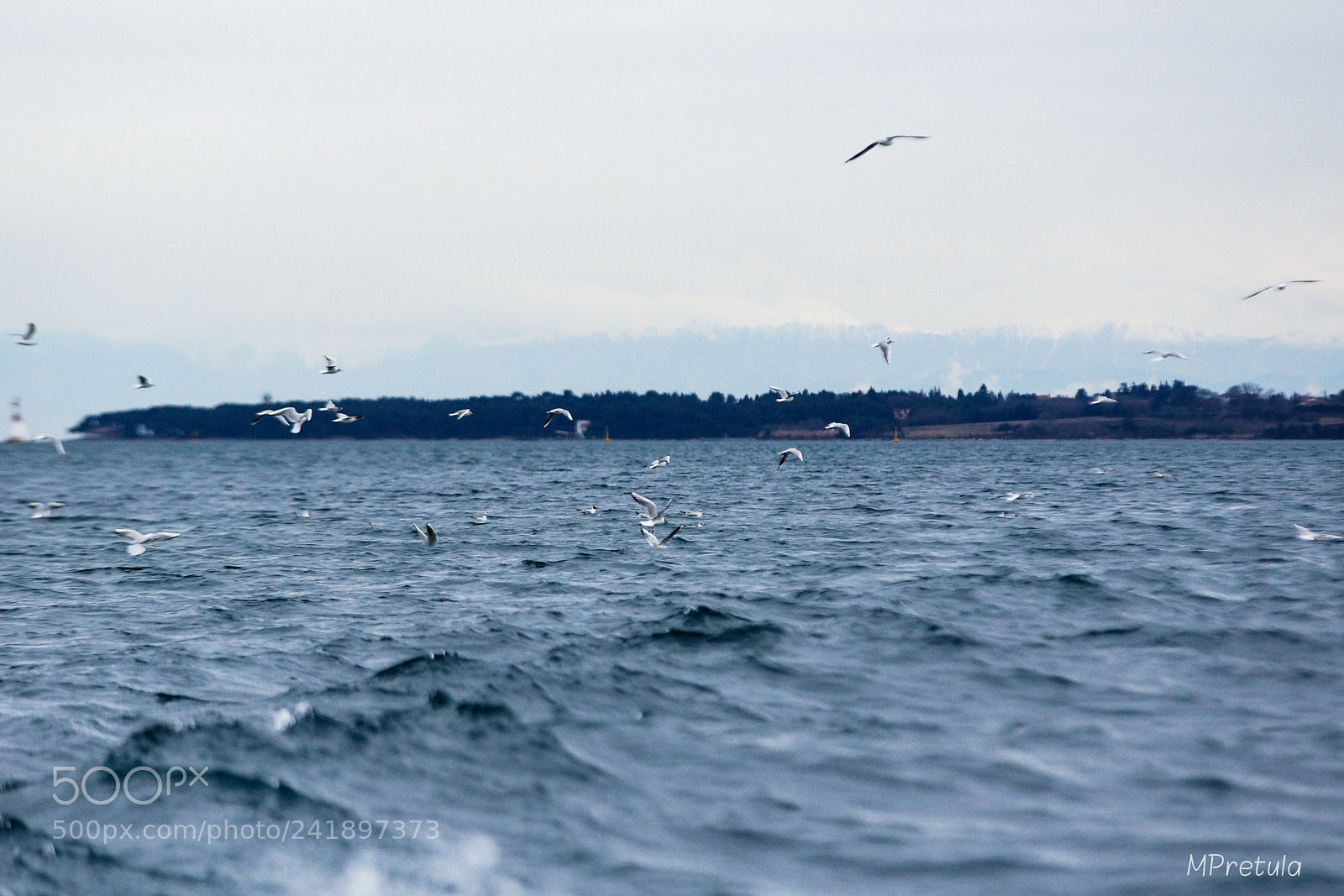 Sony SLT-A77 sample photo. Seagull photography