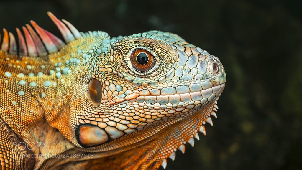 Sony a7 sample photo. Red iguana photography