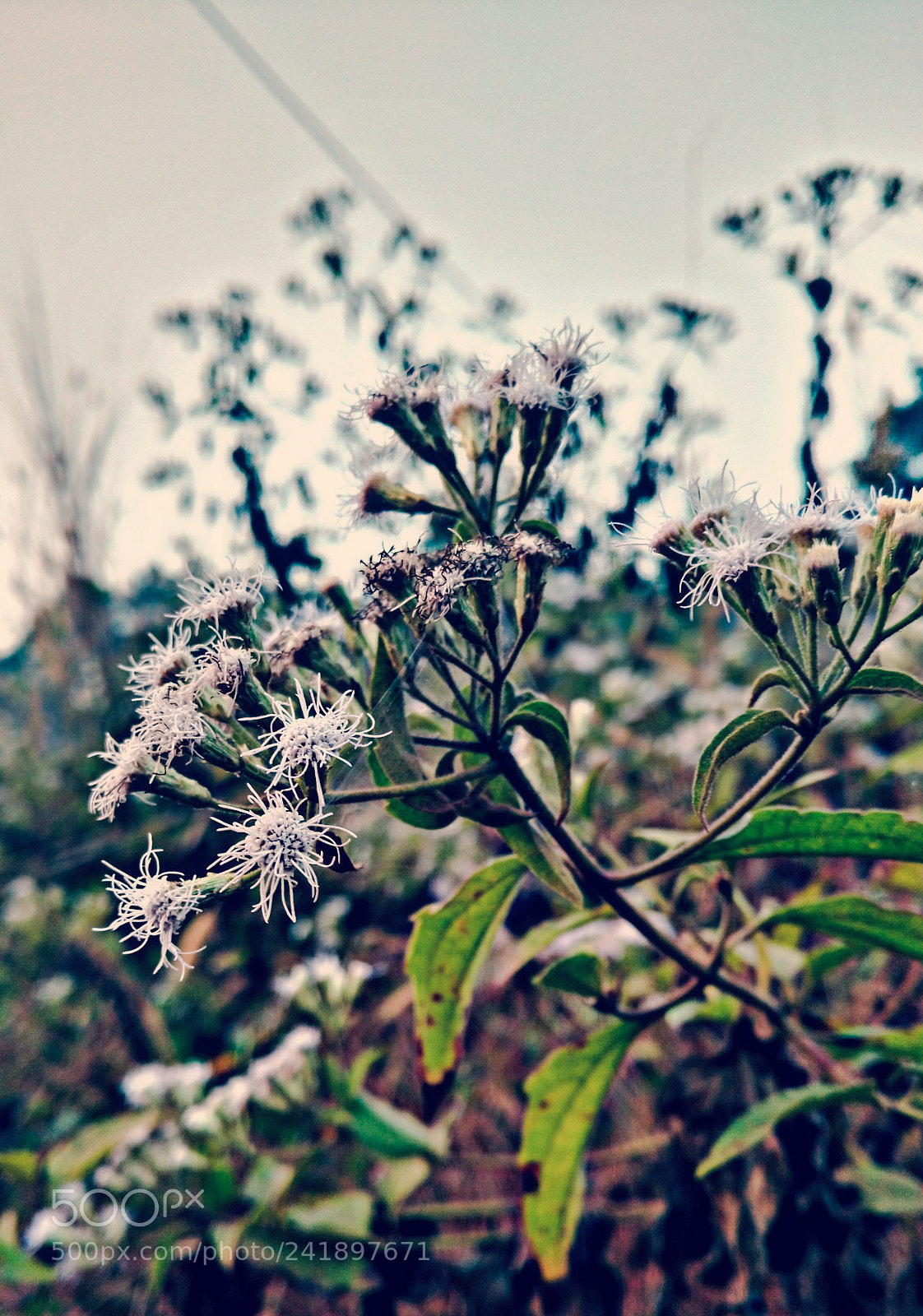 Motorola Moto X Play sample photo. Untitled photography