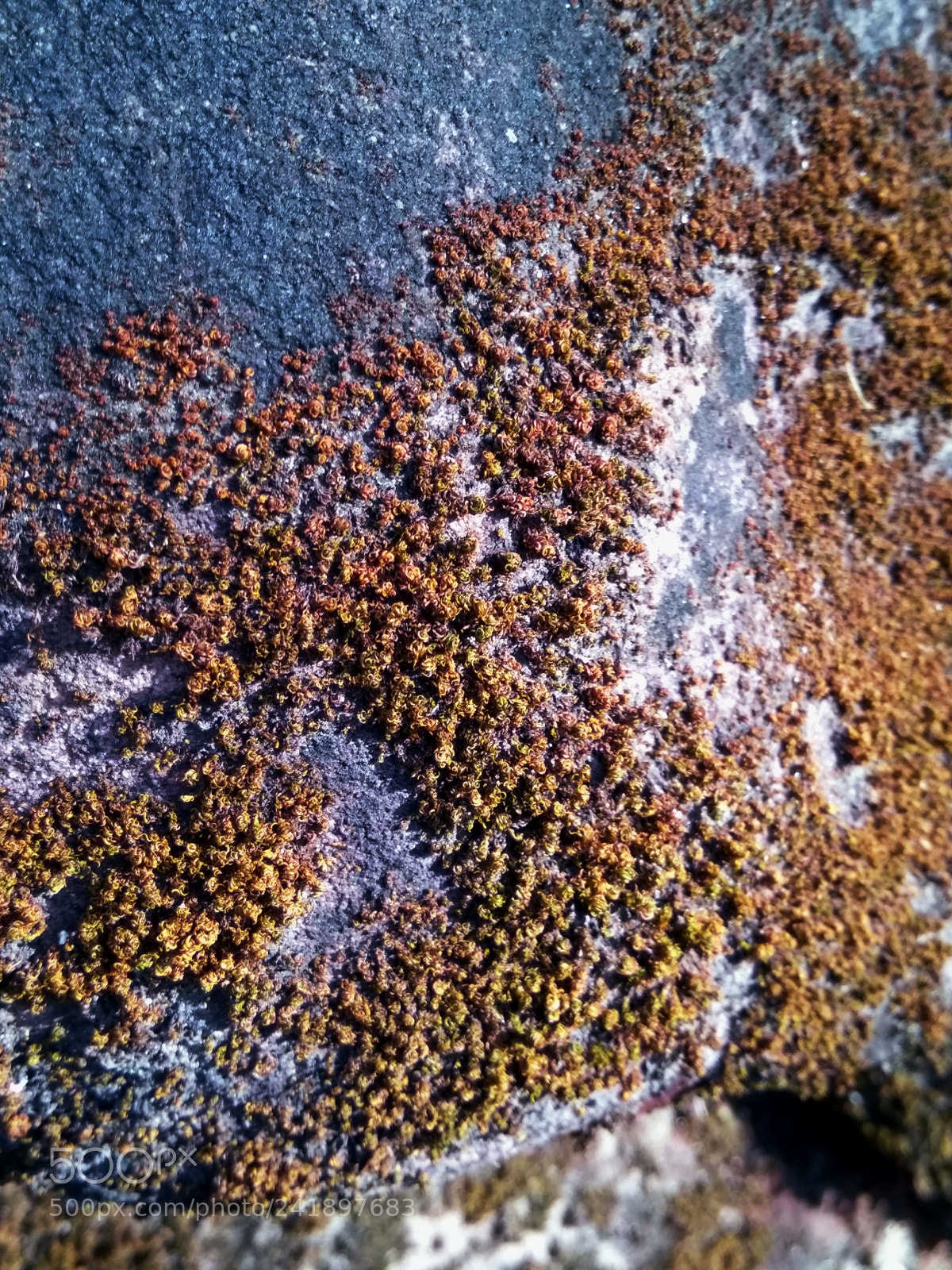Xiaomi MI MAX sample photo. Unidentified plants photography