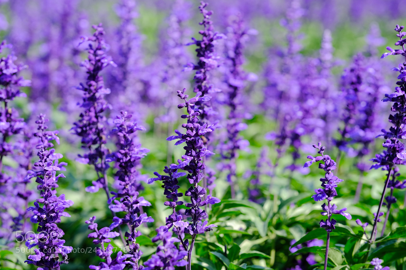 Fujifilm X-T2 sample photo. Lavenders photography