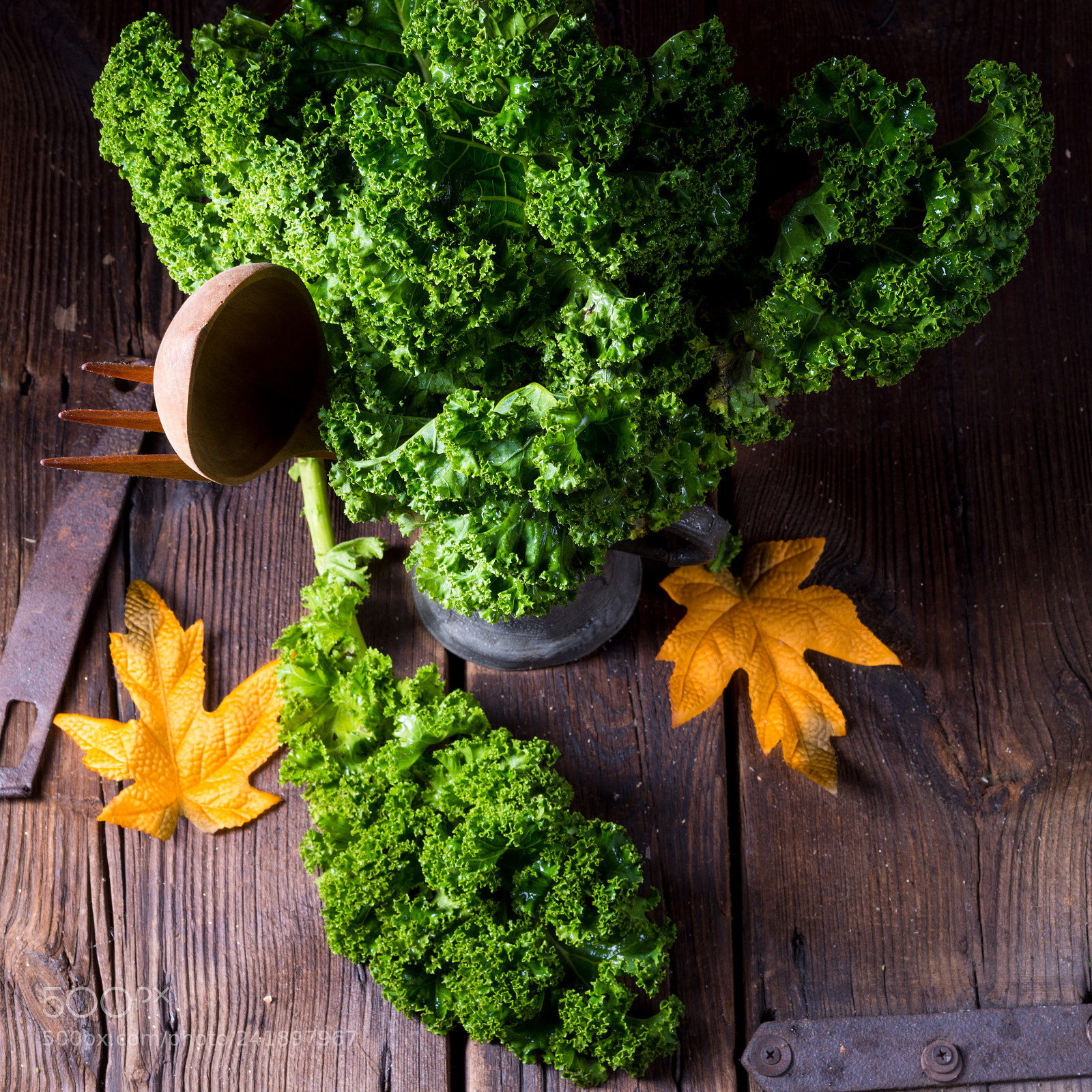 Nikon D810 sample photo. Kale brassica oleracea photography