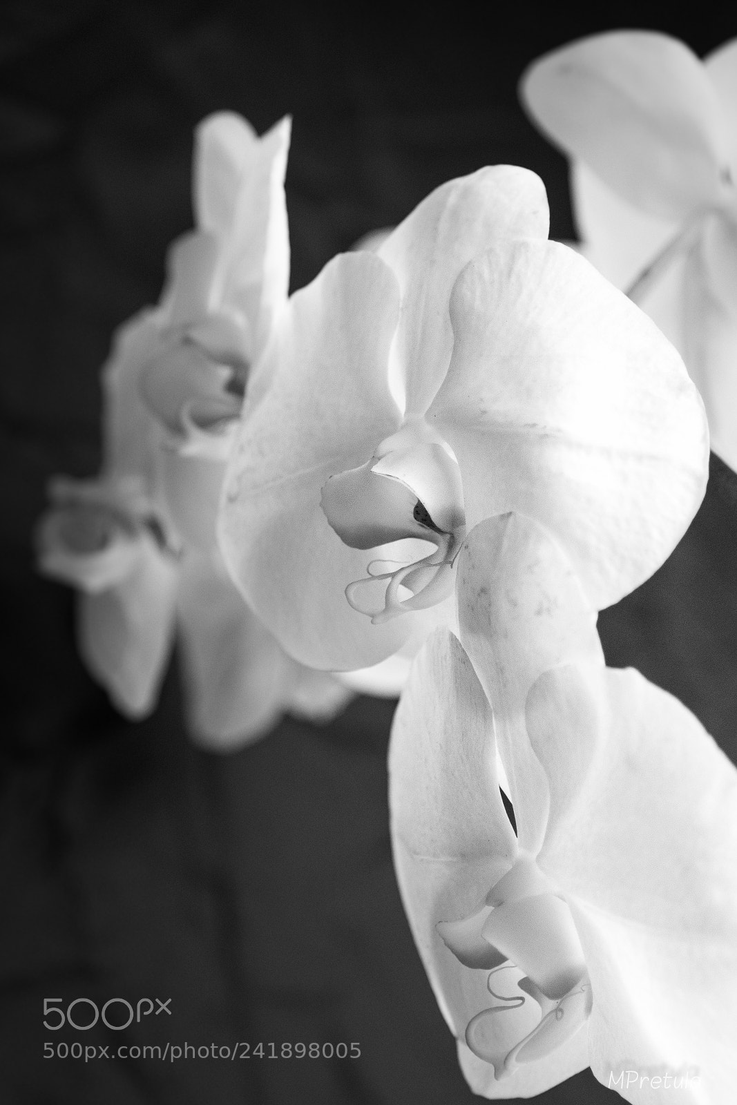 Sony SLT-A77 sample photo. Bw photography