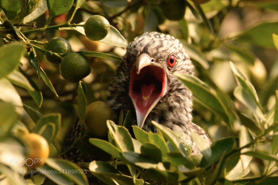 Nikon D500 sample photo. Koel female at new photography