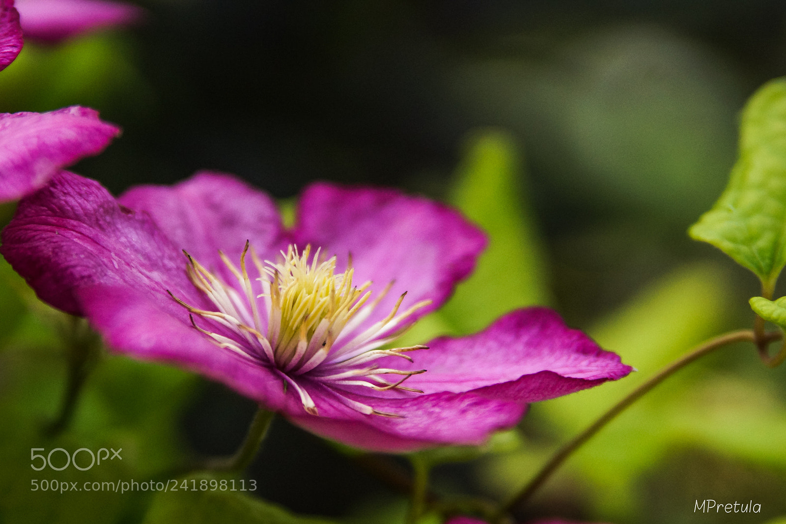 Sony SLT-A77 sample photo. Blooming photography