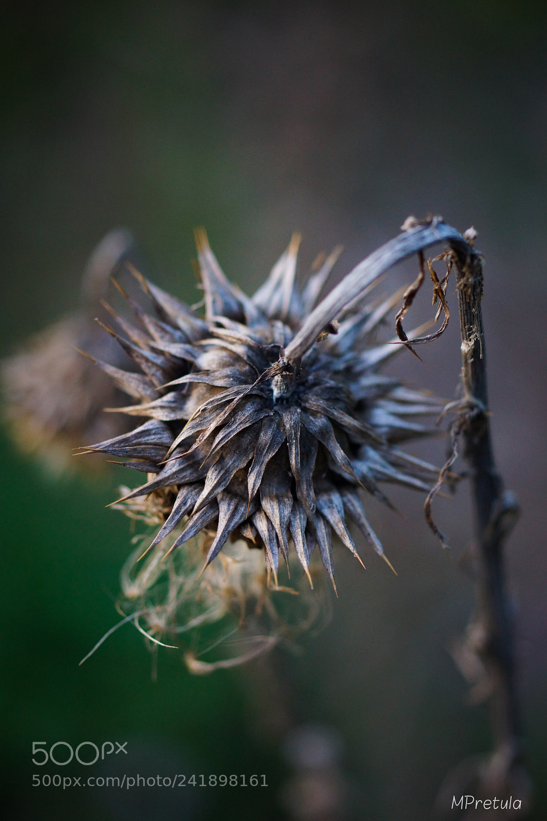 Sony SLT-A77 sample photo. Spike photography