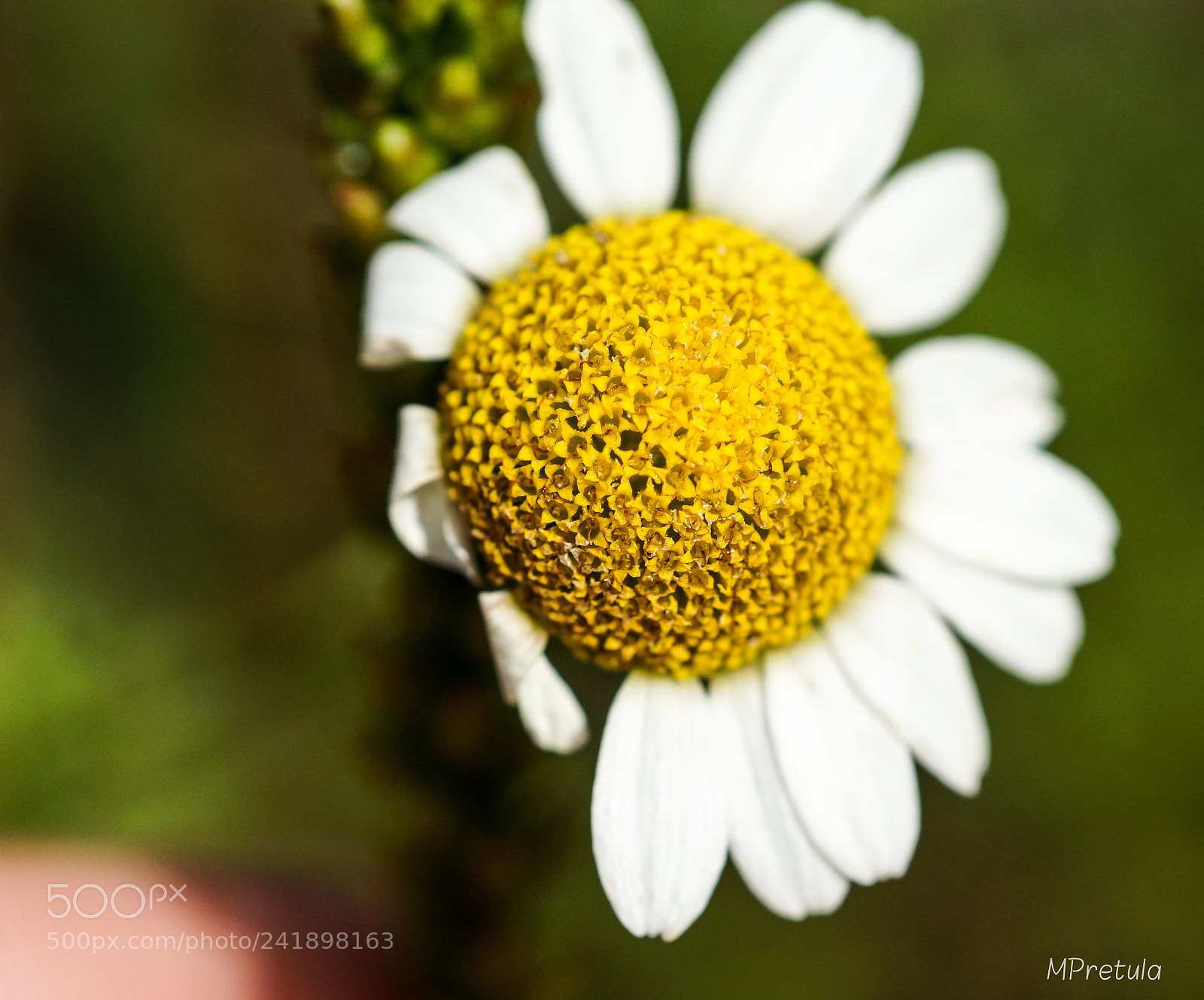 Sony SLT-A77 sample photo. Yellow photography