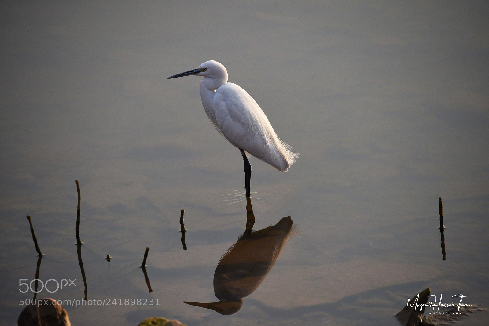 Nikon D810 sample photo. Great egret photography