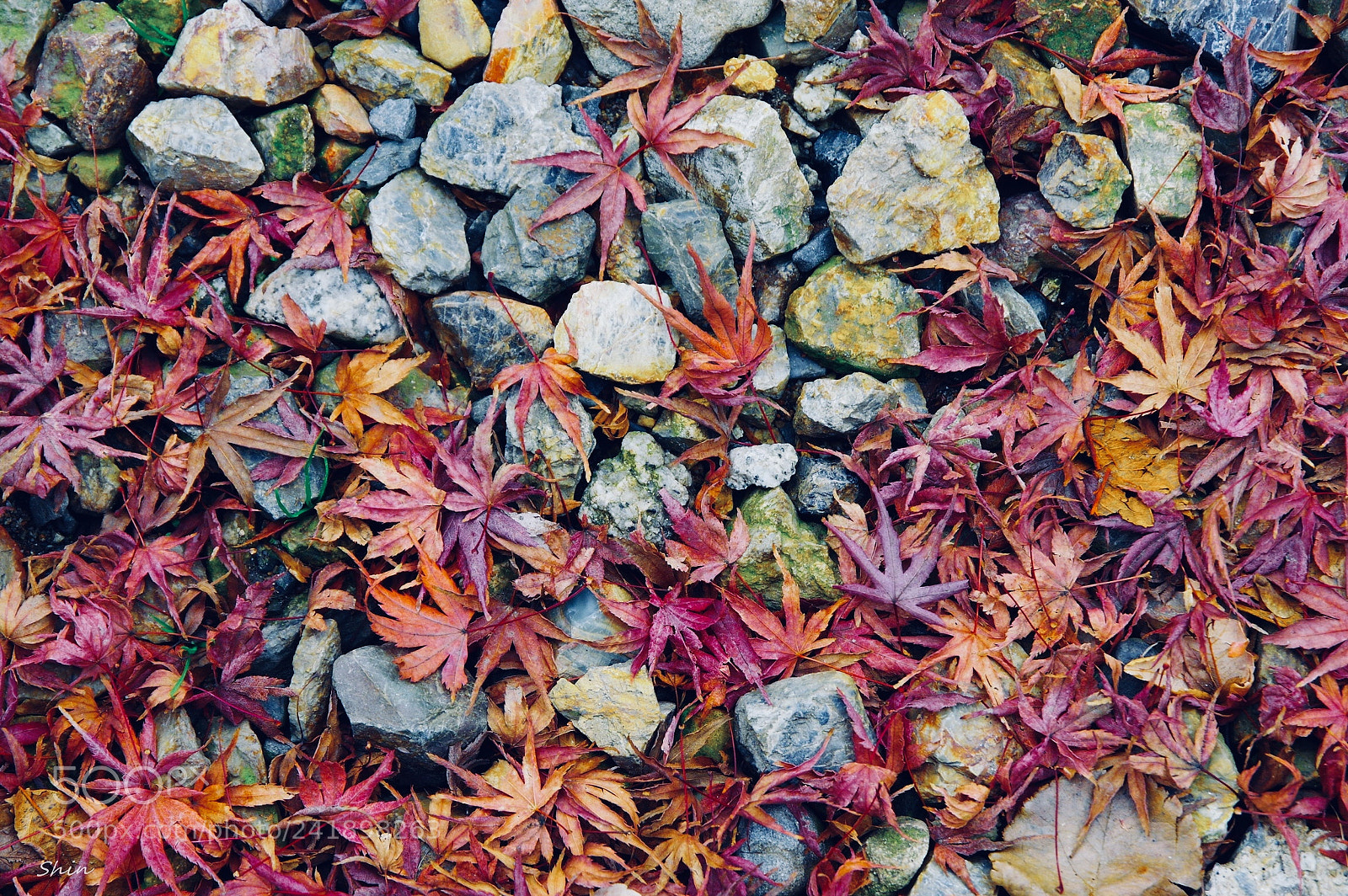 Pentax K-3 II sample photo. Lost articles of autumn photography